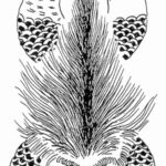 Raiju